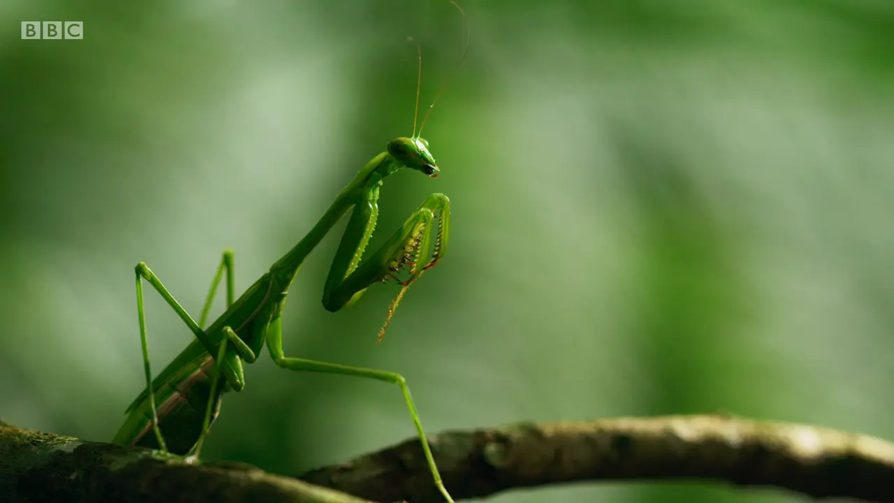 False garden mantis (Pseudomantis albofimbriata) as shown in The Mating Game - Jungles: In the Thick of It